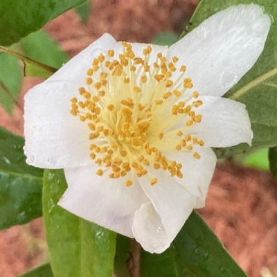 Camellia tuberculata